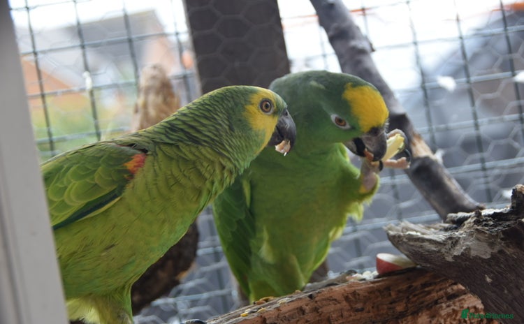 Parrots birds - Advert 2