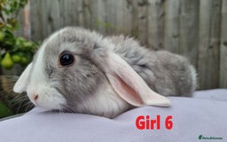 Mini Lop rabbits for sale: Gorgeous Mini Lop X French Bunnies Ready to Go! - Image 5