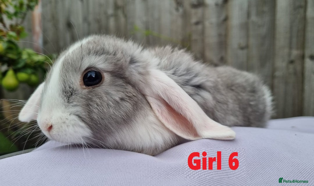 Mini Lop rabbits for sale: Gorgeous Mini Lop X French Bunnies Ready to Go! - Image 5