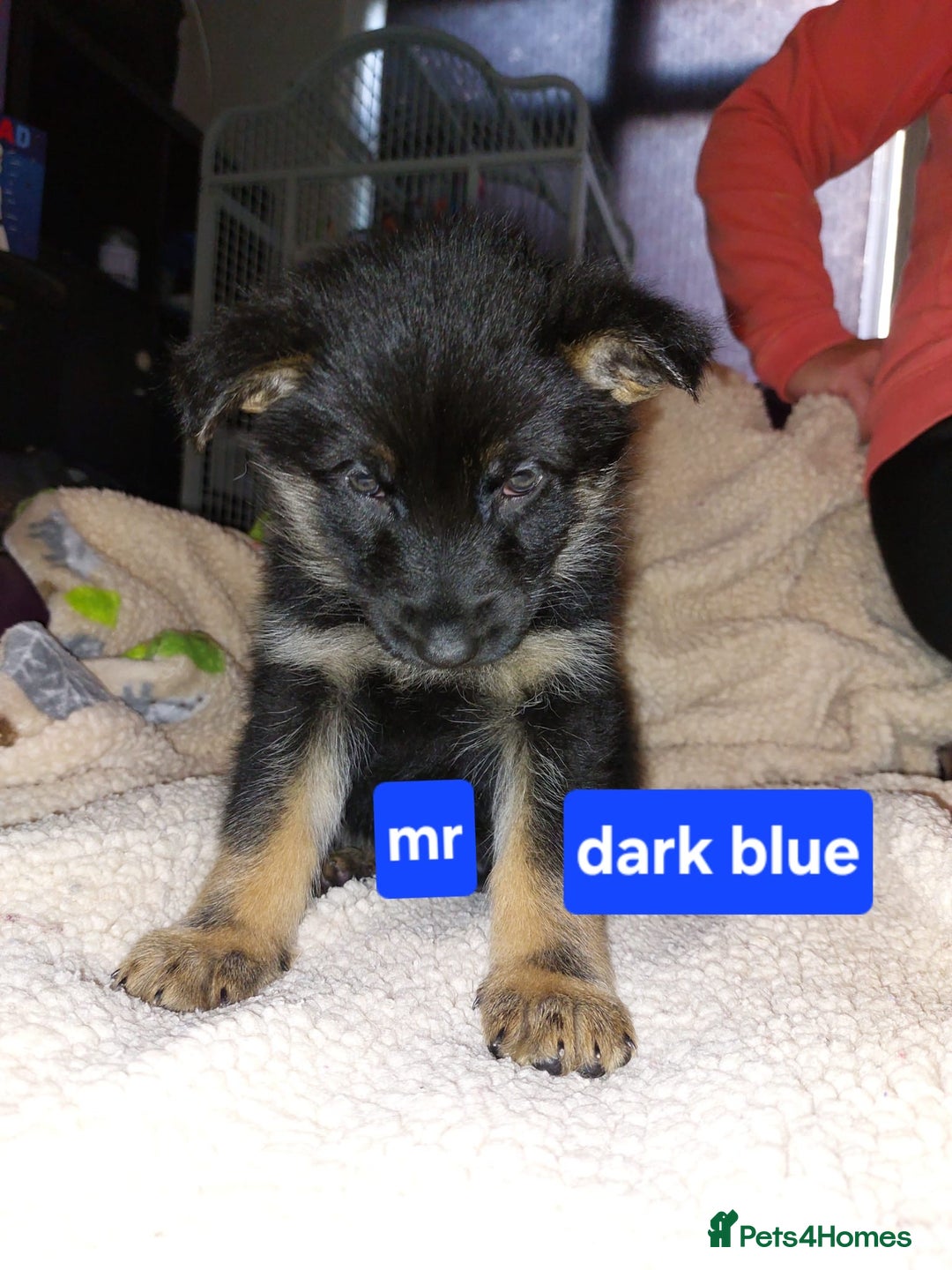 Mixed Breed dogs for sale: German shepherd pups - Advert 10