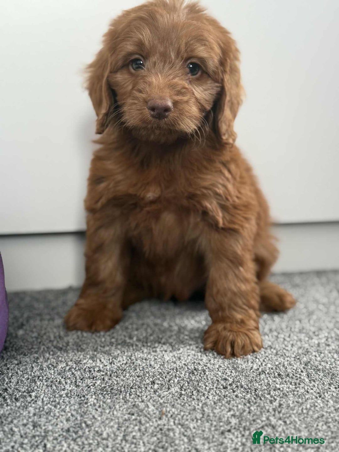 Cockapoo dogs for sale: Beautiful cockapoo puppies  - Image 7