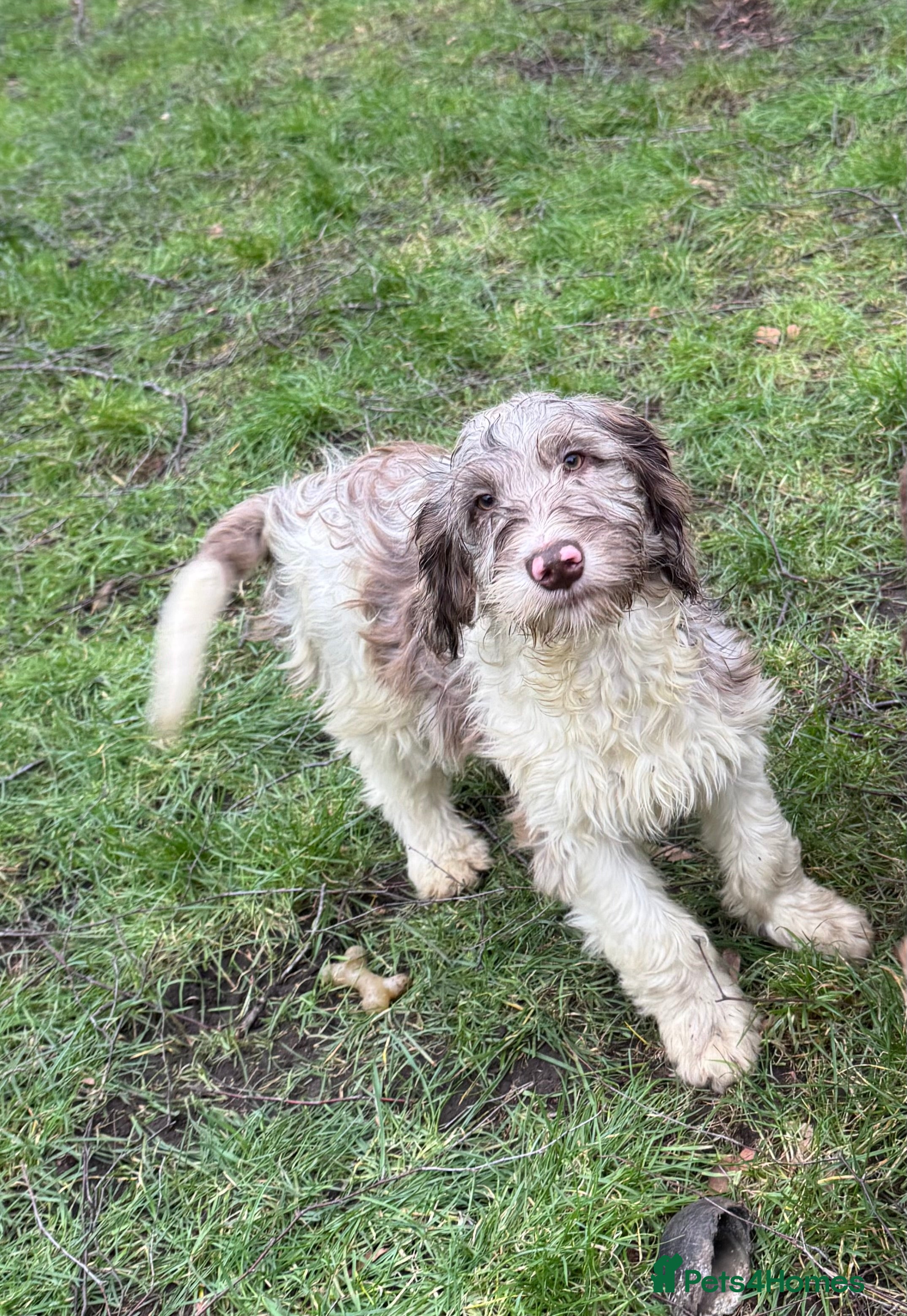 Cockapoo dogs PRICE REDUCED-F1 Rare Parti, Solid/Merle Cockapoos - Advert 11
