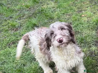 Cockapoo dogs PRICE REDUCED-F1 Rare Parti, Solid/Merle Cockapoos - Advert 9