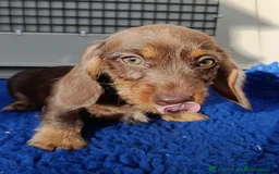 Miniature Dachshund dogs for sale: MINI WIRE READY NOW PRA LAFORA CLEAR  - Image 2