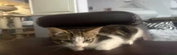 Mixed Breed cats for sale: Cats for sale  - Advert 4