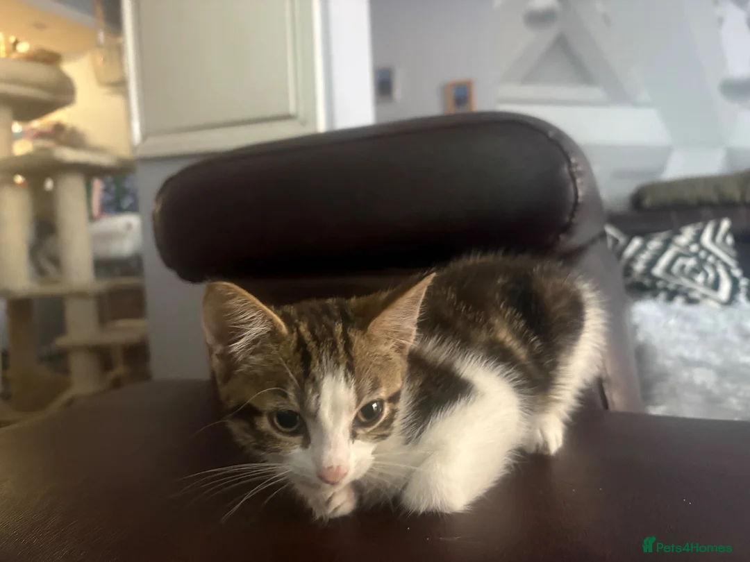 Mixed Breed cats for sale: Cats for sale  - Advert 4