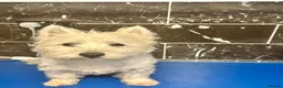 West Highland Terrier dogs for sale: We are looking for loving family  in Swadlincote - Advert 3