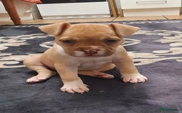 Alapaha Blue Blood Bulldog dogs for sale: Alapaha blue blood bulldog female puppy  - Image 2