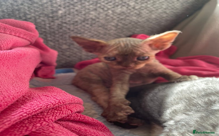 Devon Rex cats - Advert 2