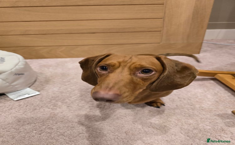 Dachshund dogs - Advert 1