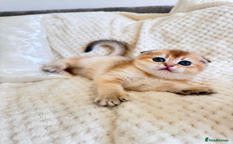 Scottish Fold cats - Advert 2