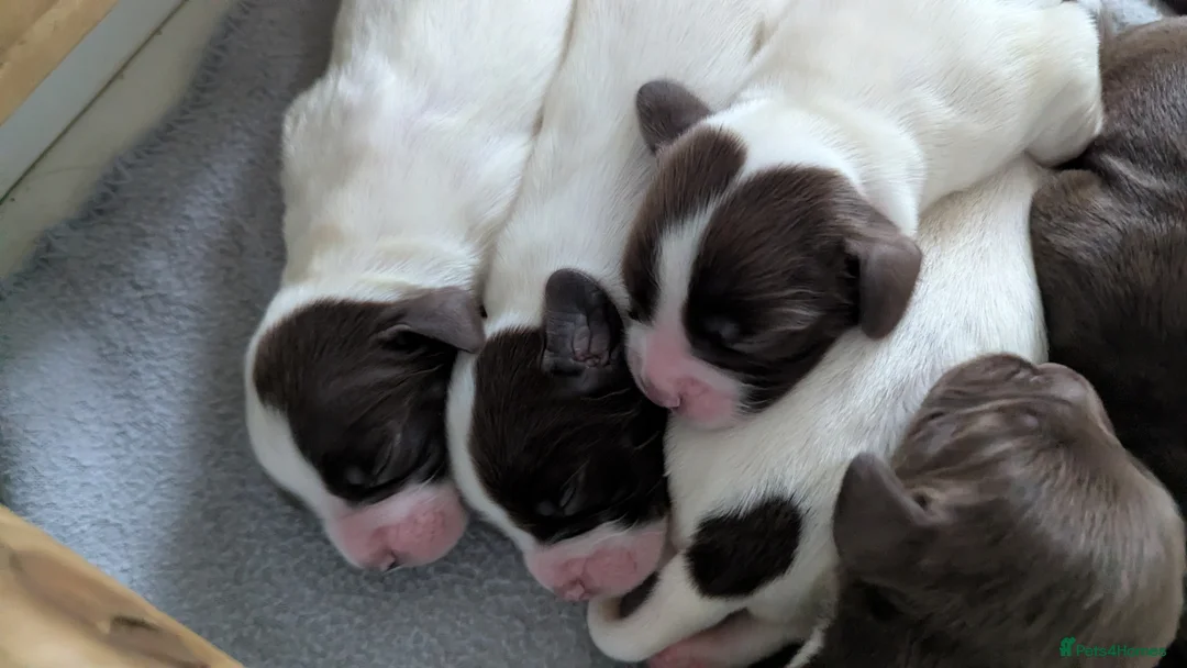 Sprocker dogs for sale: Sprocker Puppies - Cocker x Springer Spaniel - Advert 15