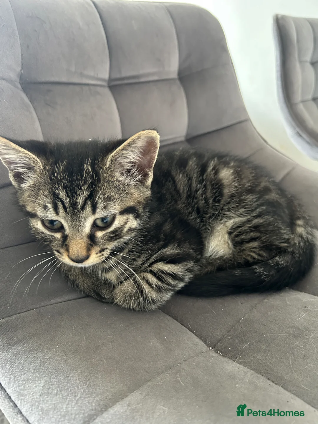 Mixed Breed cats for sale: Male kitten  - Advert 1