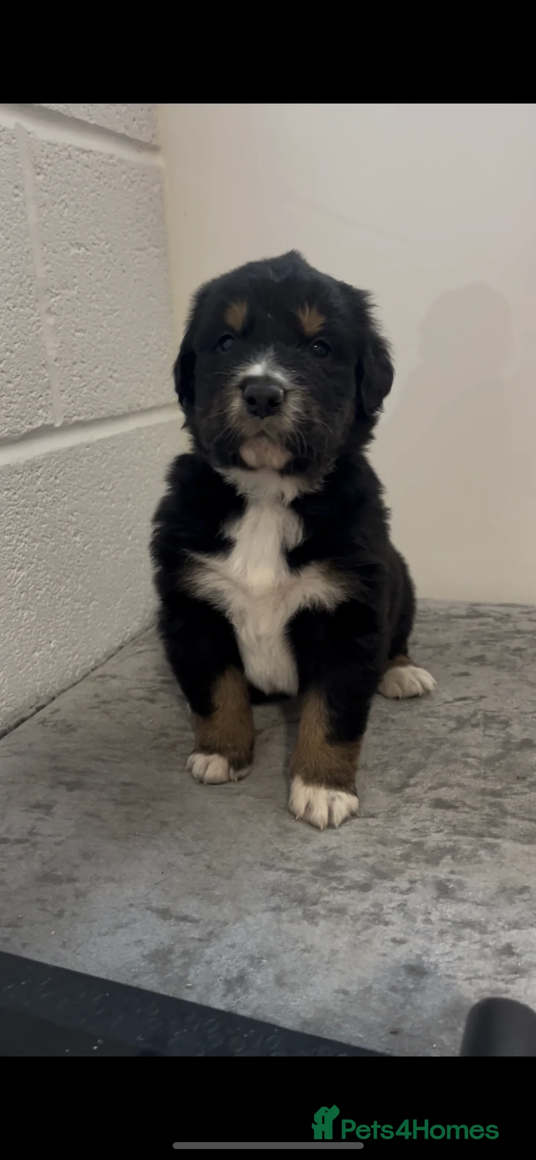 Mixed Breed dogs for sale: Australian Shepherd x Golden Retriever Merle&black - Advert 6