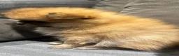 Pomeranian dogs for sale: Beautiful Pomeranian puppies - Advert 13