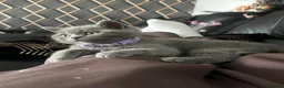British Shorthair cats for sale: 🐾 Beautiful British Shorthair Girls 🐾 - Advert 9