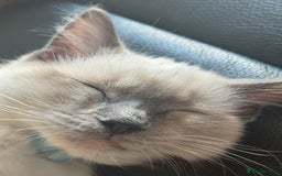 Ragdoll cats for sale: Male ragdoll for sale  - Image 5