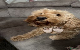 Australian Labradoodle dogs for sale: Stunning Australian labradoodles  - Image 6