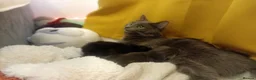 Russian Blue cats for sale: Russian blue Scottish fold mix stunning breed  - Advert 3