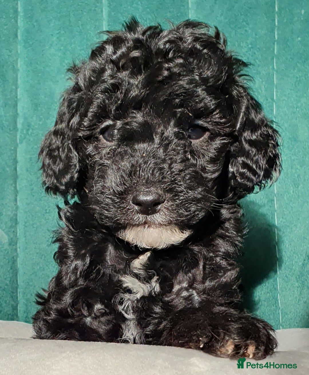 Miniature Poodle dogs for sale: Miniature poodle  - Advert 5