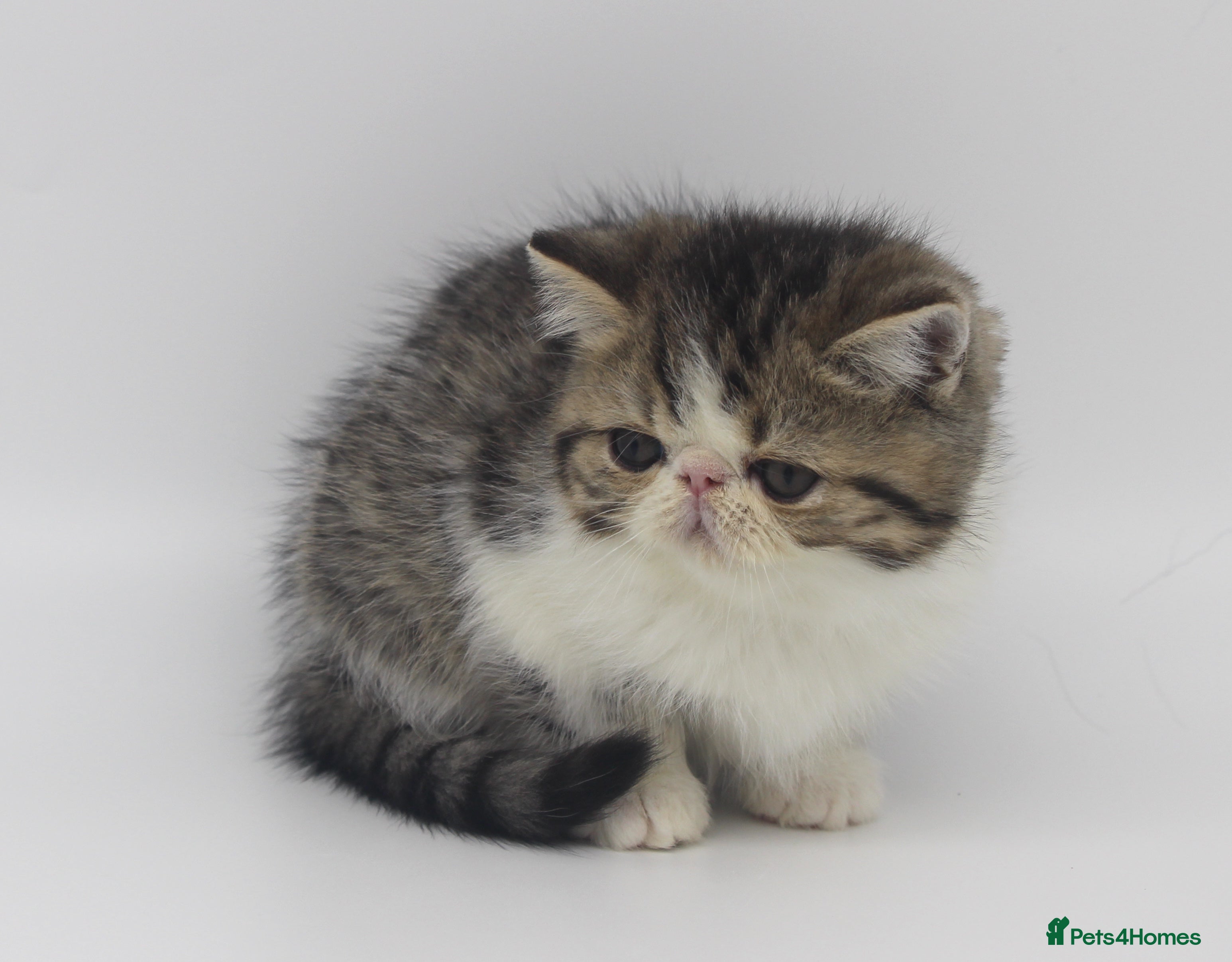 Exotic cats Quality TICA Reg Exotic & Persian Kittens - Advert 2