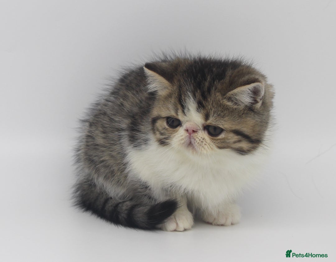 Exotic cats for sale: Quality TICA Reg Exotic & Persian Kittens - Advert 1