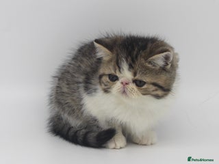 Exotic cats Quality TICA Reg Exotic & Persian Kittens - Advert 2