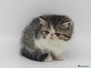 Exotic cats Quality TICA Reg Persian Kittens - Advert 9