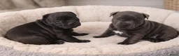 Staffordshire Bull Terrier dogs for sale: OUTSTANDING QUALITY PUPS AVAILABLE  - Advert 3