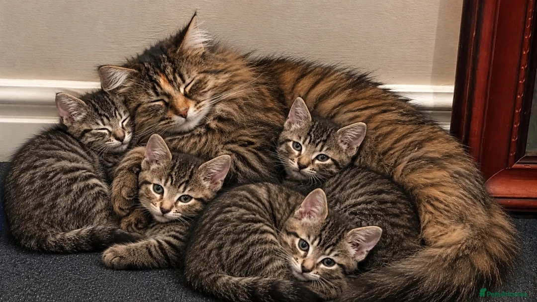Mixed Breed cats for sale: I’m the last one left 😢 - Advert 2