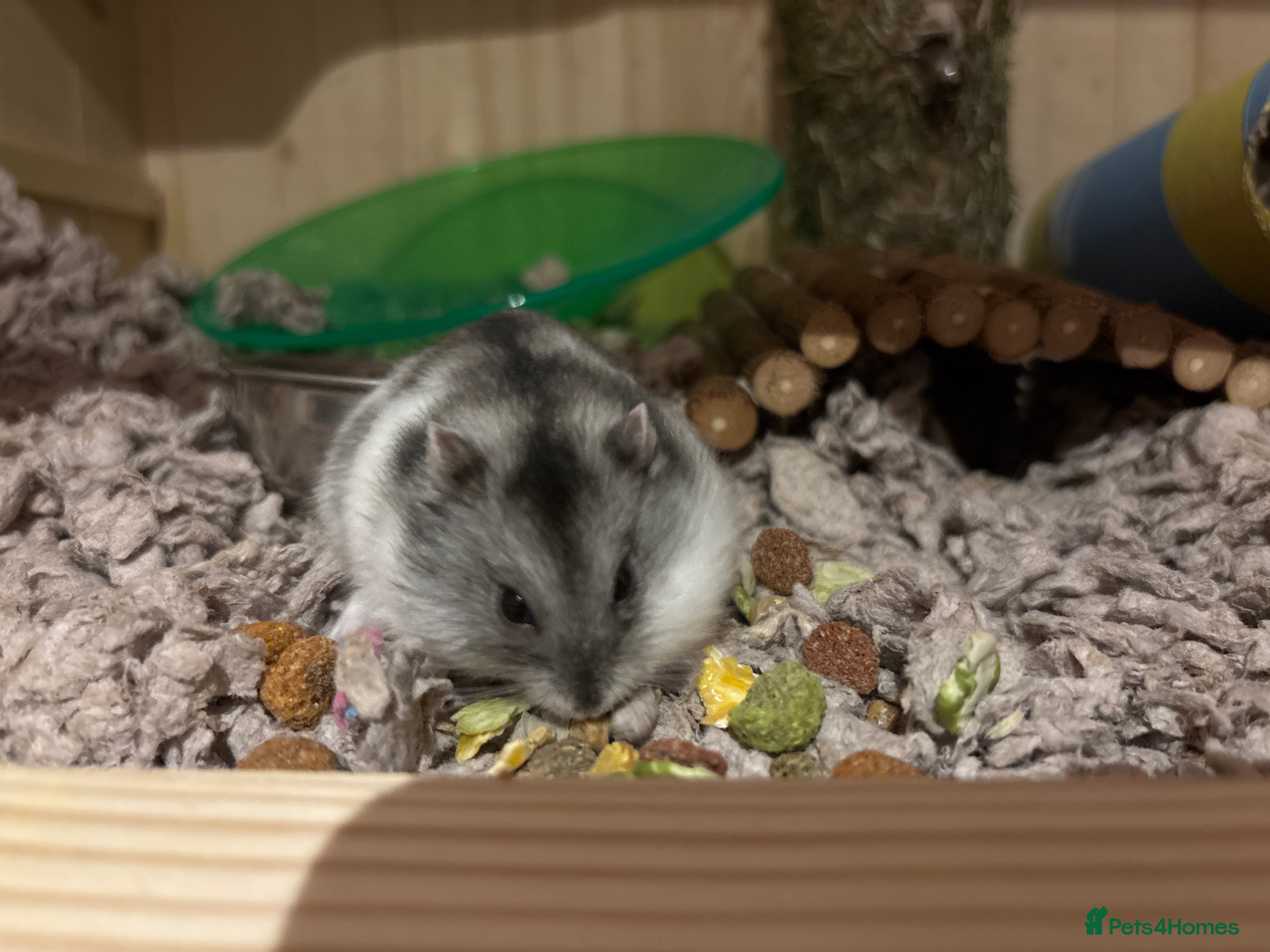 Hamster rodents Very friendly Russian dwarf hamster with cage  - Advert 2