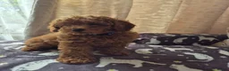 Toy Poodle dogs for sale: Red toy poodle - Advert 13