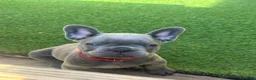 French Bulldog dogs for sale: Stunning KC French bulldog puppies - Advert 5