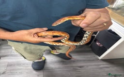 Corn Snake reptiles for sale: Beautiful male corn snake - Image 6
