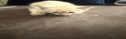 Mixed Breed cats for sale: Ragdoll/siamese  - Advert 5
