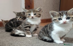Mixed Breed cats for sale: 4 cute little female kittens for sale - Image 7