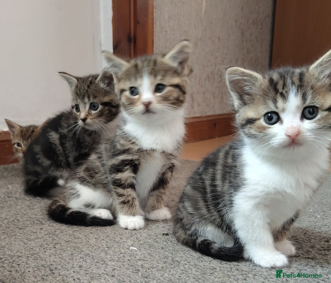 Mixed Breed cats for sale: 4 cute little female kittens for sale - Image 7