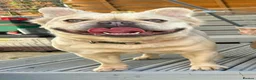 French Bulldog dogs for stud: Licensed breeder! Fluffy frenchie litter due July  - Advert 4