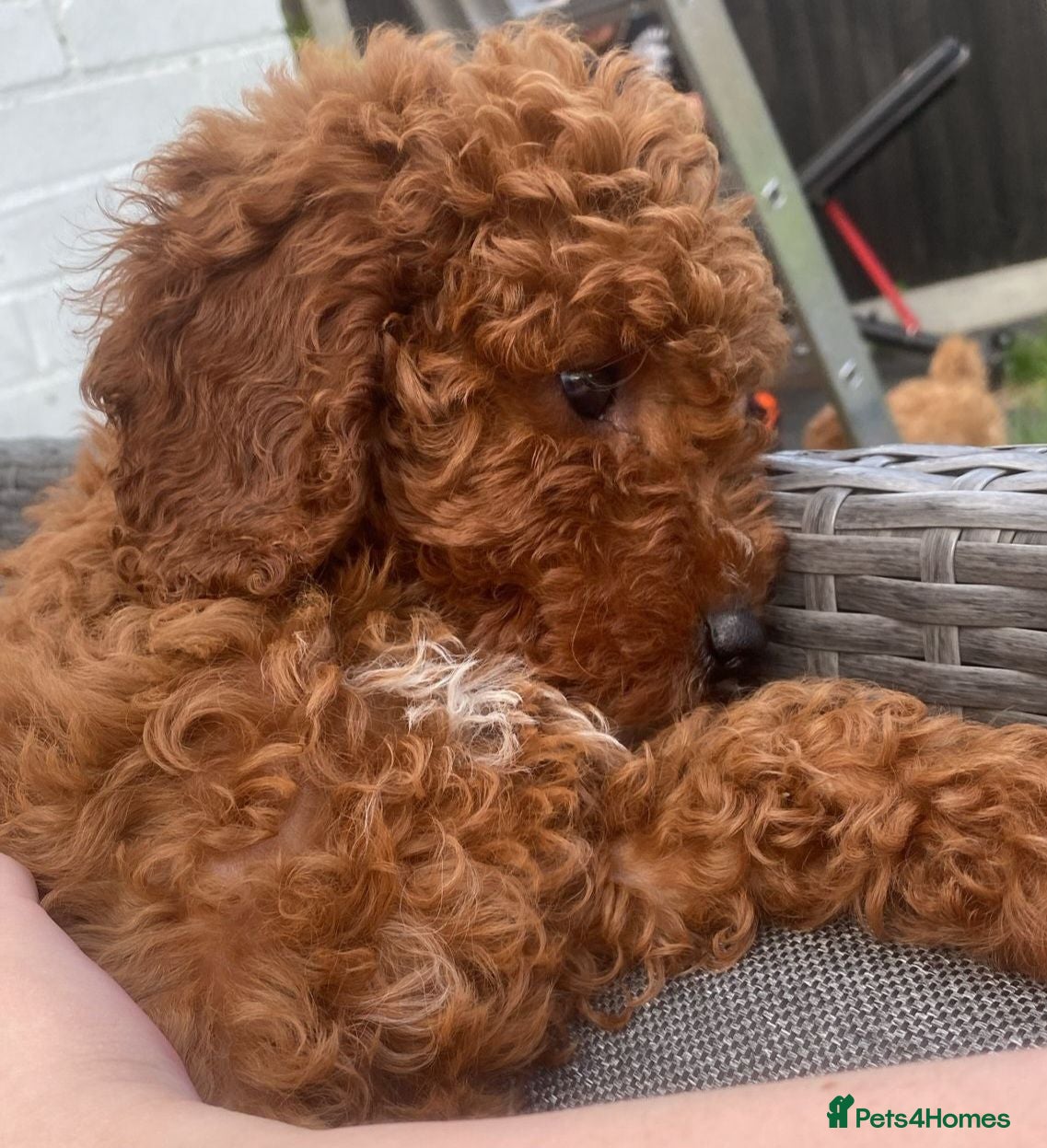 Cavapoo dogs fox red cavapoo - Advert 2