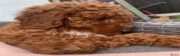 Cavapoo dogs for sale: fox red cavapoo - Advert 11