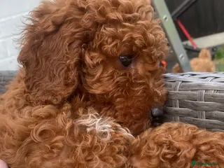 Cavapoo dogs fox red cavapoo - Advert 2