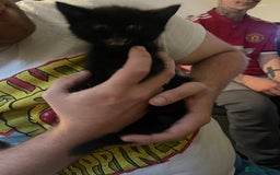 Domestic Shorthair cats for sale: Black domestic short hair - Image 5