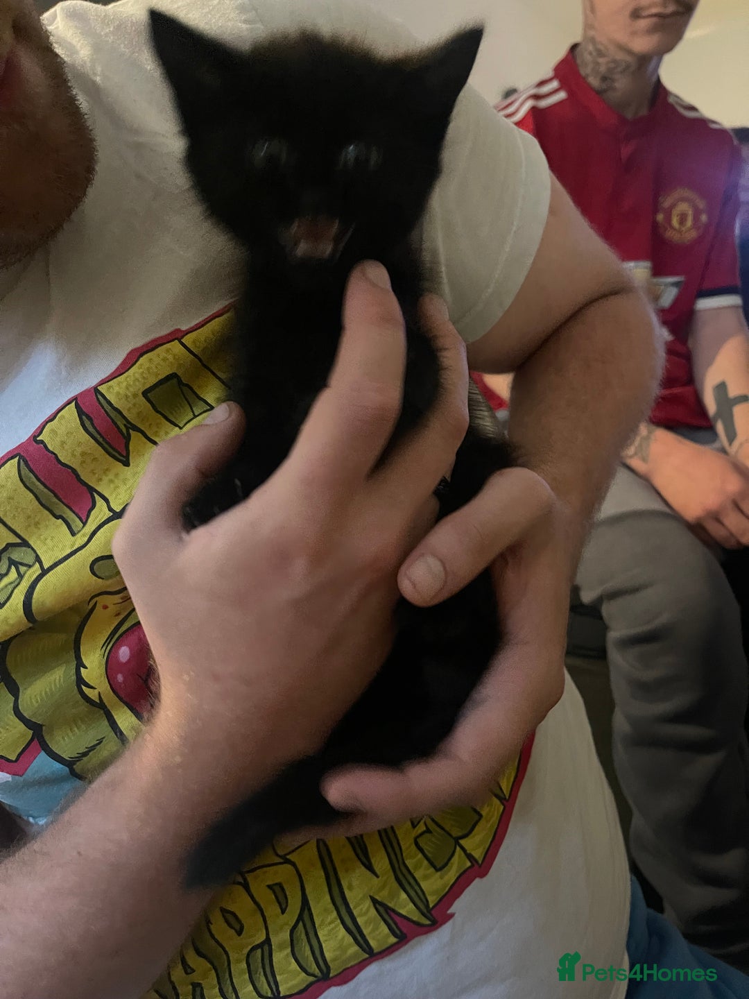 Domestic Shorthair cats for sale: Black domestic short hair - Image 5