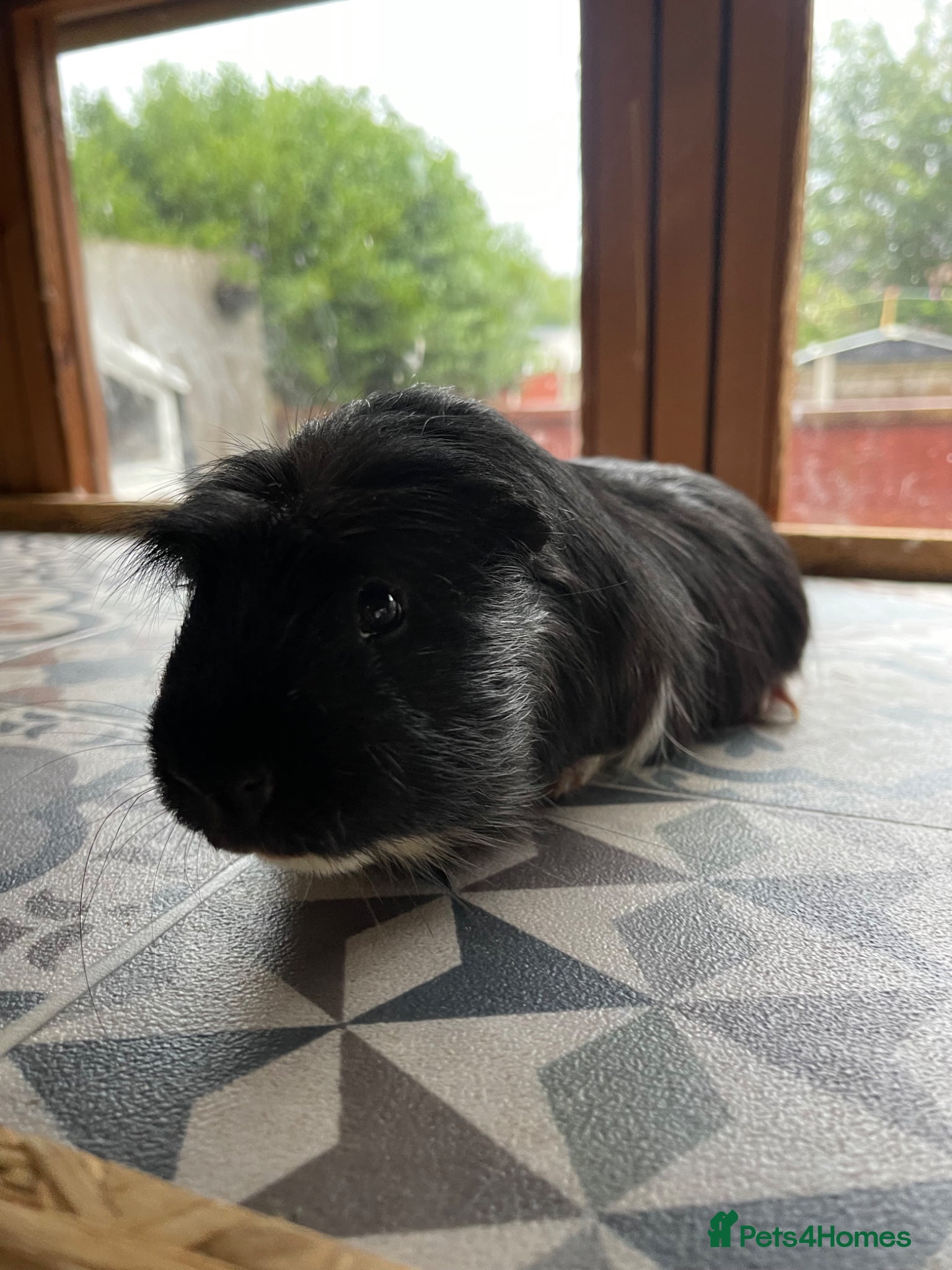 Guinea Pig rodents for sale: Guinea Pigs Looking For New Homes - Advert 11
