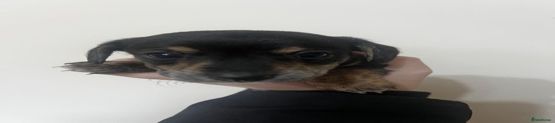 Black and dapple boy 