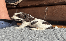 Cocker Spaniel dogs for sale: KC Show Type Cocker Spaniel Pups - Family Home  - Image 11