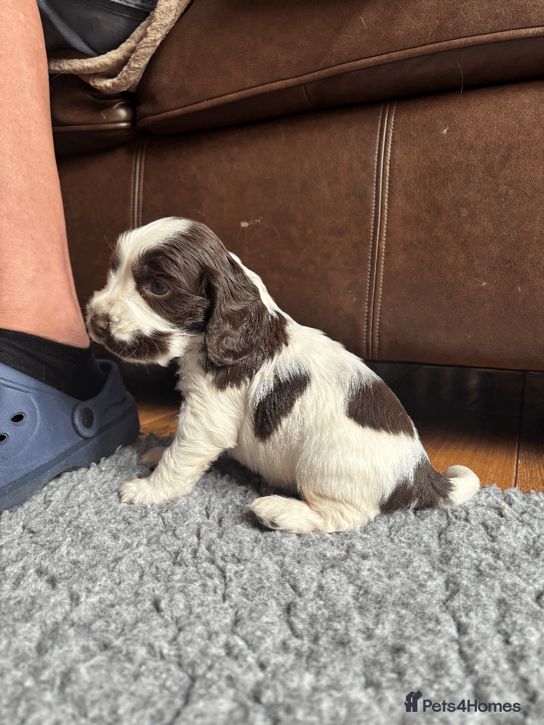 Cocker Spaniel dogs for sale: KC Show Type Cocker Spaniel Pups - Family Home  - Image 11