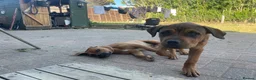 Rottweiler dogs for adoption: Bruce is a 5,5 month Rottweiler x staffi  - Advert 11
