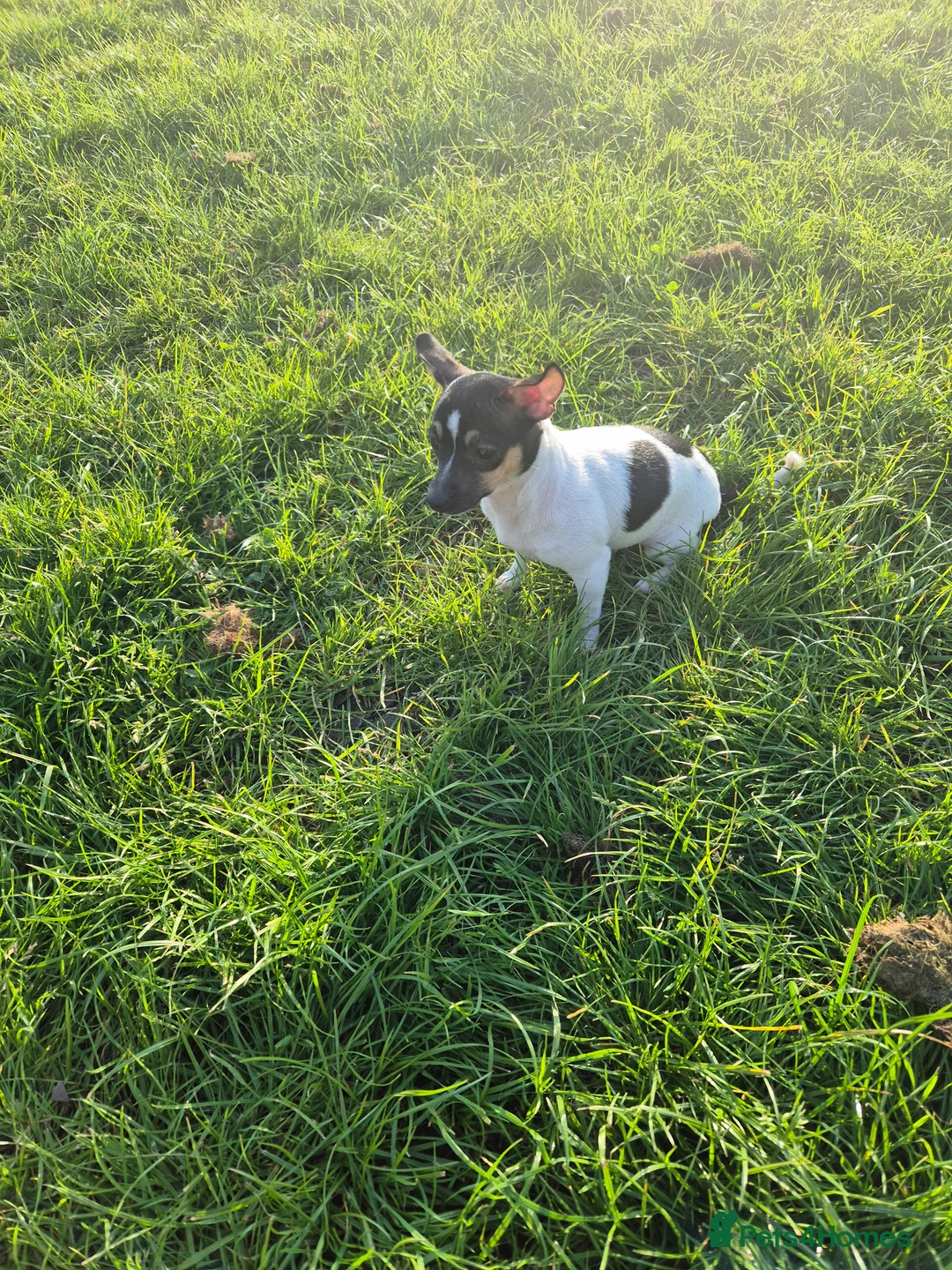 Mixed Breed dogs for sale: Jack Russell x Mini Pinscher - Advert 2