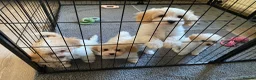Cavapoochon dogs for sale: Cavapoochon puppies with 5 weeks free insurance   - Advert 4